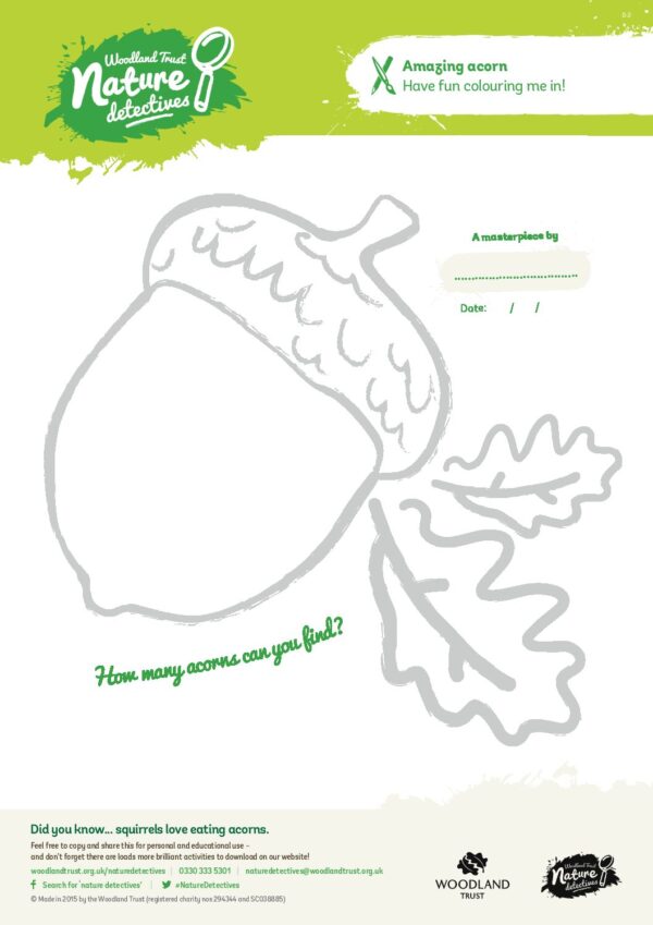 Acorn Colouring